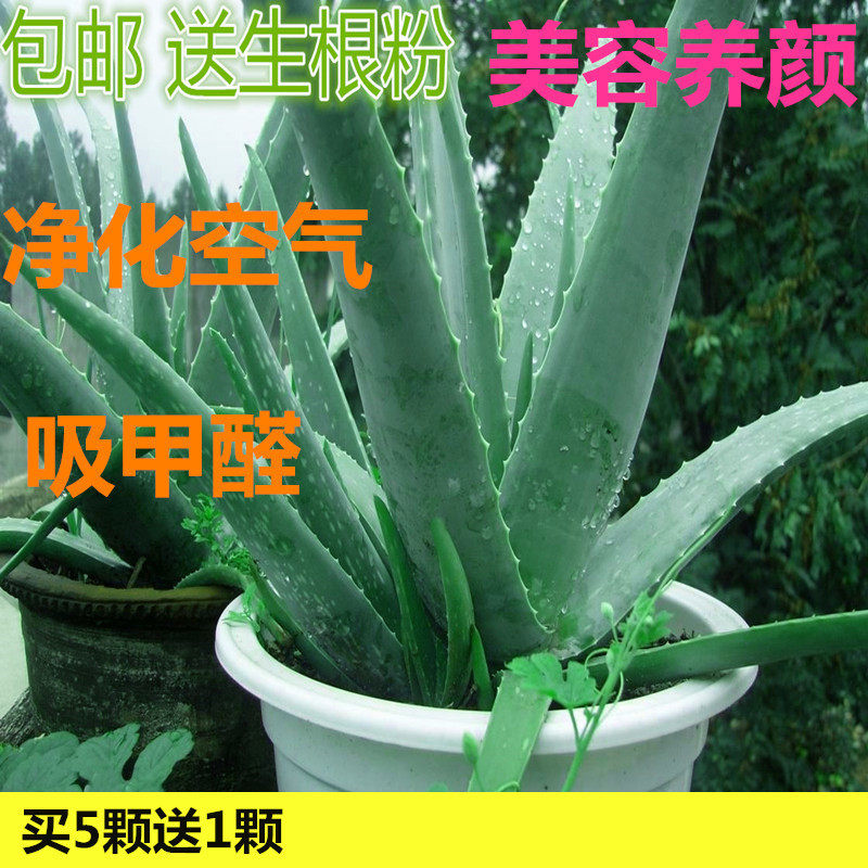 一件代发库拉索芦荟盆栽可食用直接美容芦荟防辐射除甲醛芦荟花苗