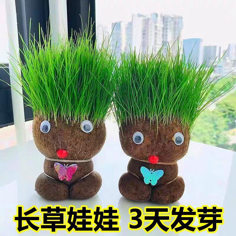 长草娃娃幼儿园儿童种植小盆栽 头上植物宝宝diy种草种子草头趣味
