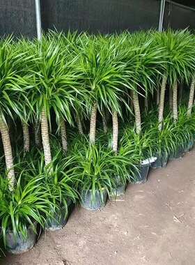 龙血树绿植龙须树多头四季常青龙铁树室内客厅大盆栽耐旱净化空气