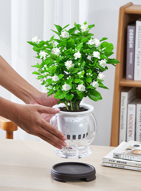 (带花苞)水培茉莉花盆栽室内阳台四季开花客厅花卉植物办公室绿植