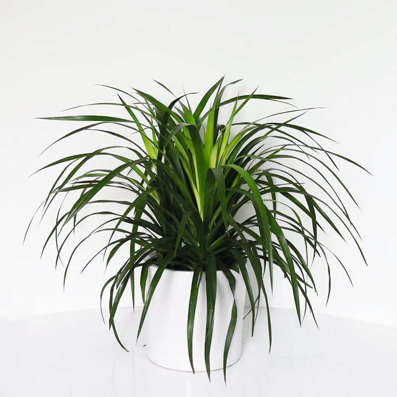 龙须树龙须铁龙须兰龙血树室内客厅办公室大型盆栽绿植花卉包邮