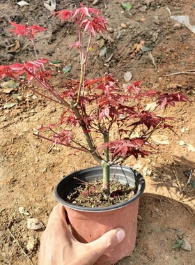 日式红枫庭院种植红舞姬盆栽红枫小苗盆景超矮老桩红枫叶盆栽包邮