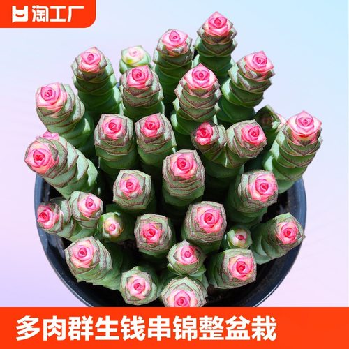 钱串多肉植物群生多头小米星肉植