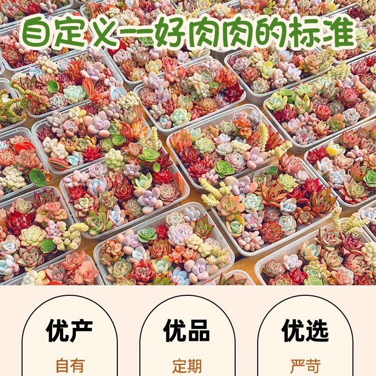 60颗多肉植物清棚小贵货老桩超大组合生石花组合盆栽包邮精品