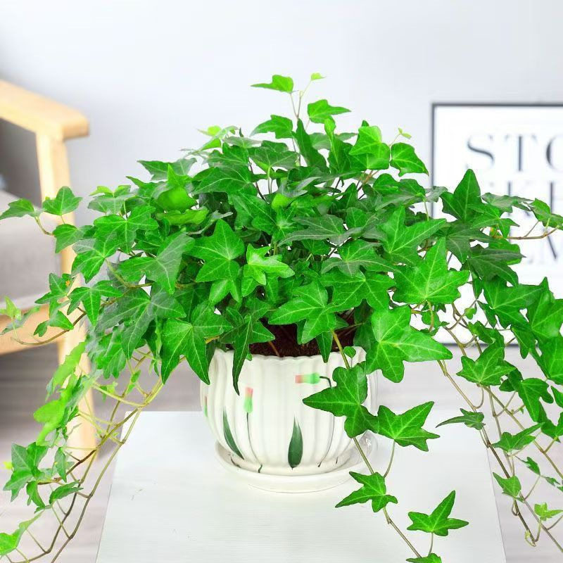 【吊兰大全】垂藤百万心金鱼常春花络石千叶口红盆栽长藤挂篮植物