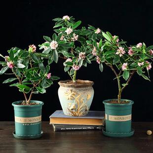 金边瑞香盆栽大小苗室内浓香型盆景植物花卉冬季观赏瑞香老桩带花