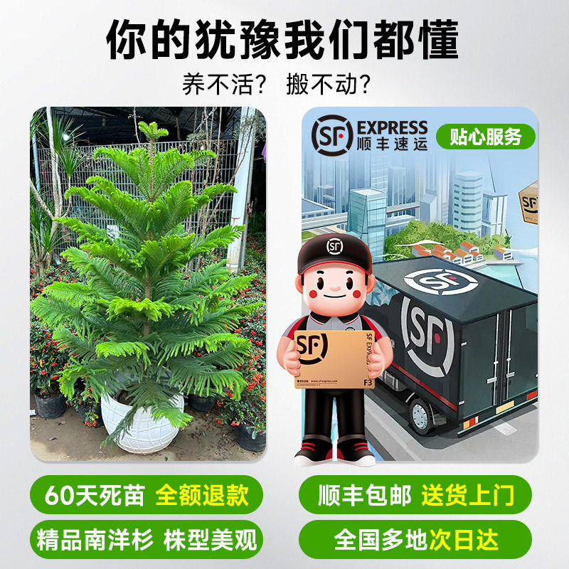 南洋杉盆栽盆景圣诞树氛围感澳洲杉树节日四季常青室内易活装饰