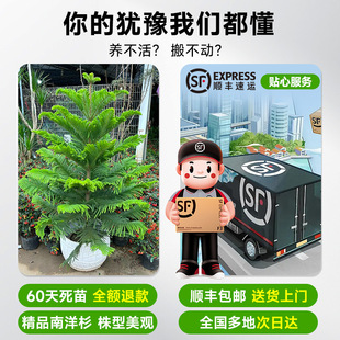 南洋杉盆栽盆景圣诞树氛围感澳洲杉树节日四季常青室内易活装饰