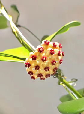 #网红情人心叶球兰老桩心型叶片爬藤植物垂吊兰多肉盆栽四季好养