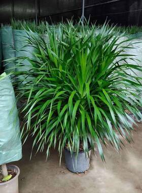 大型绿植龙须树多头龙血树龙铁树室内客厅盆栽花卉植物办公室盆景