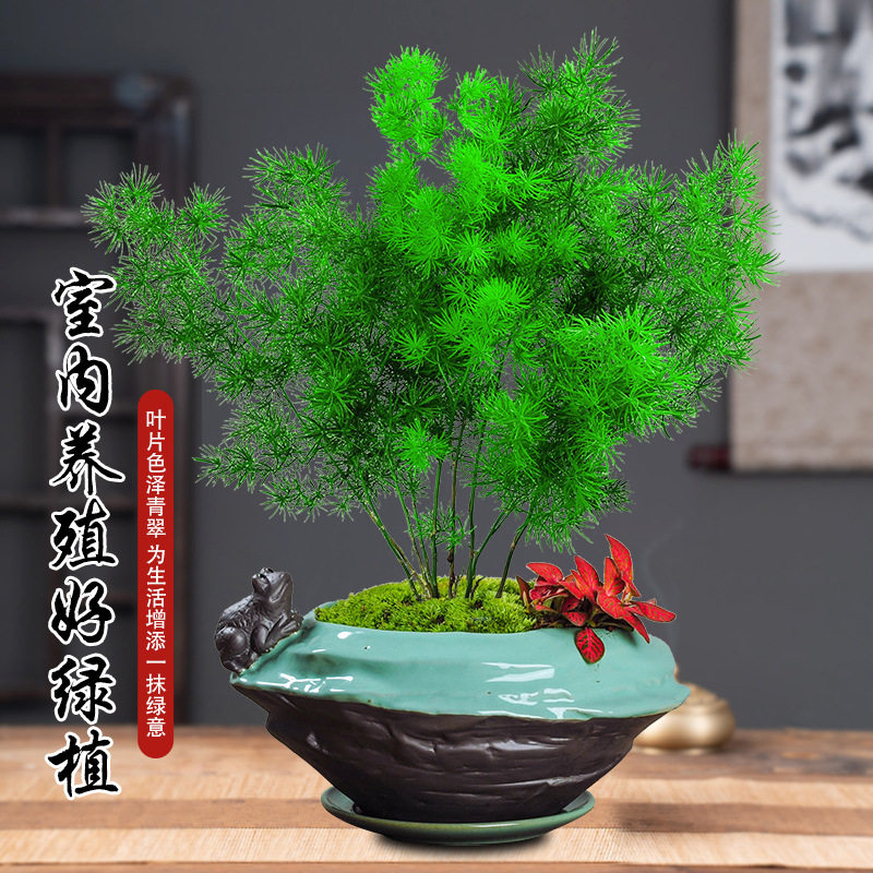 蓬莱松盆栽好养盆景活植物室内花四季常青花草观花生肖猴花卉招财