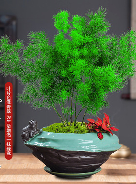 蓬莱松盆栽好养盆景活植物室内花四季常青花草观花生肖猴花卉招财