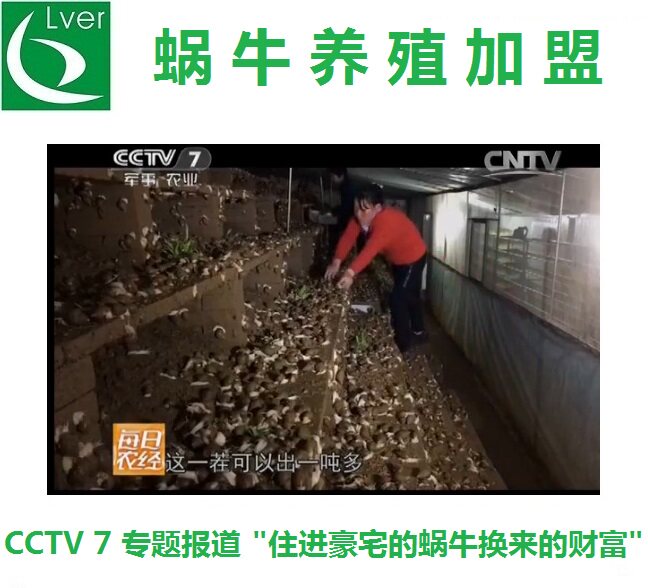 蜗牛养殖加盟 种牛提供 技术指导 成品蜗牛回收 绿尔农业