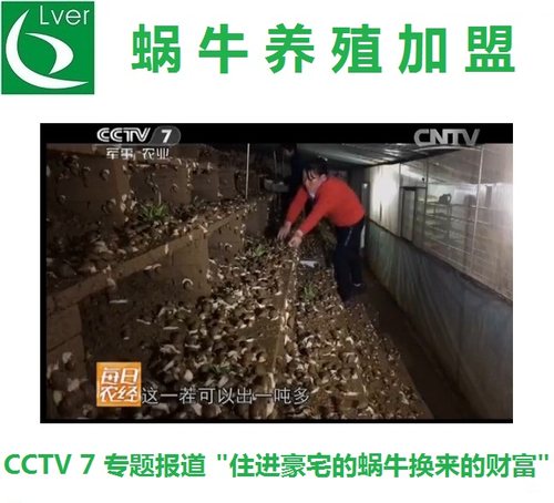 蜗牛养殖加盟 种牛提供 技术指导 成品蜗牛回收 绿尔农业