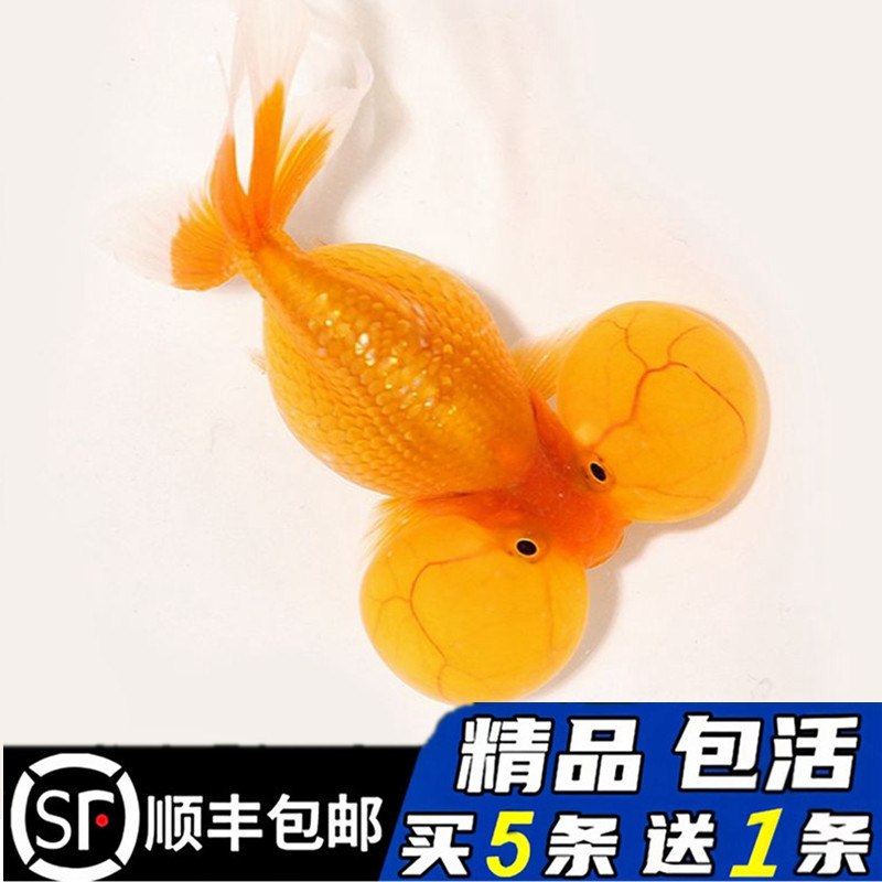 精品水泡金鱼淡冷水买五送一顺丰