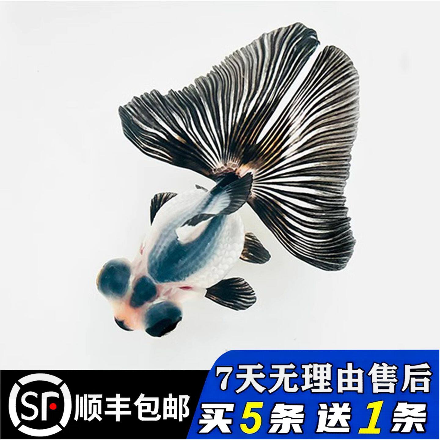 支持视频选鱼蝶尾黑白熊猫好养活