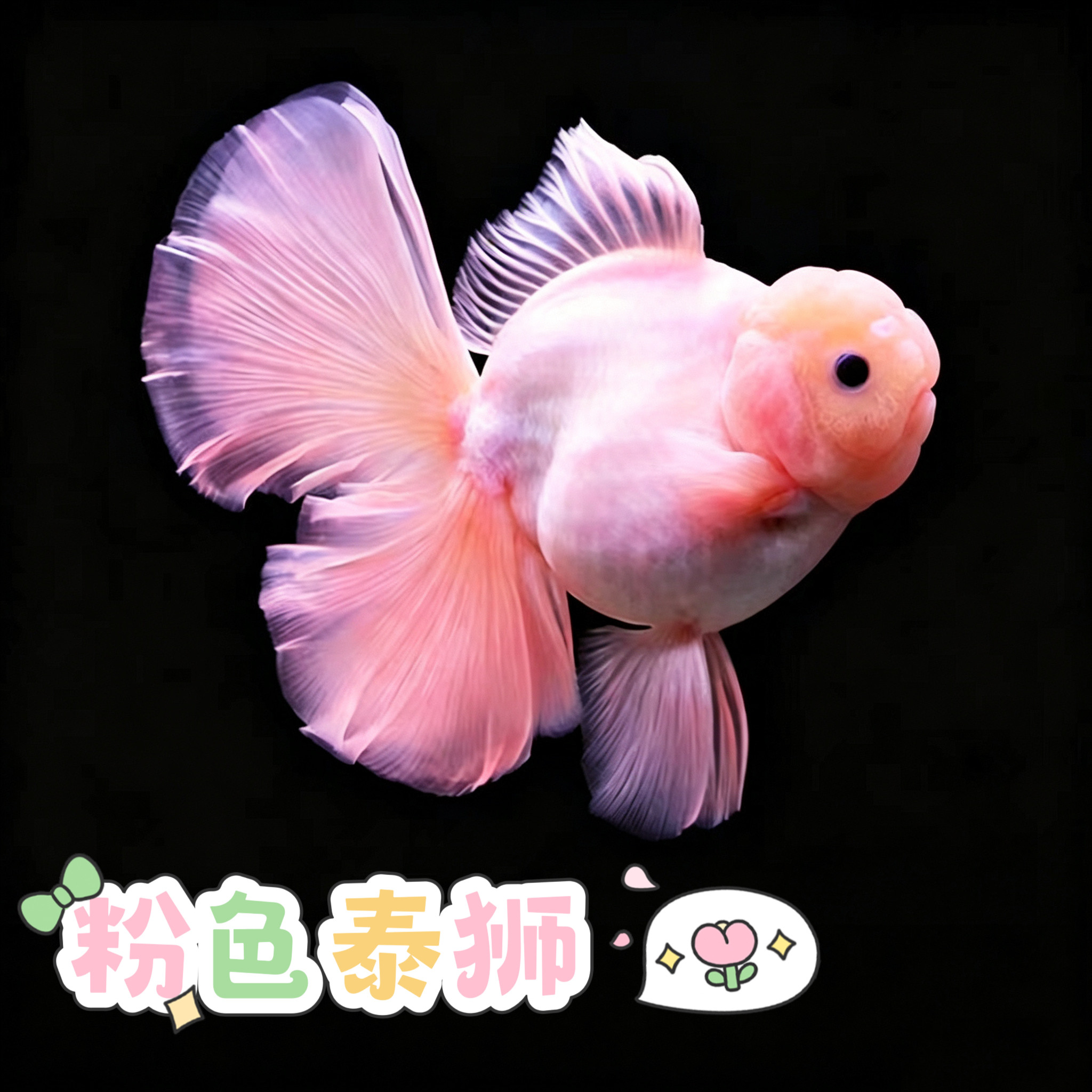 精品百褶裙泰狮金鱼玉兔菠萝红白进口F1观赏鱼活体冷水新手好养活