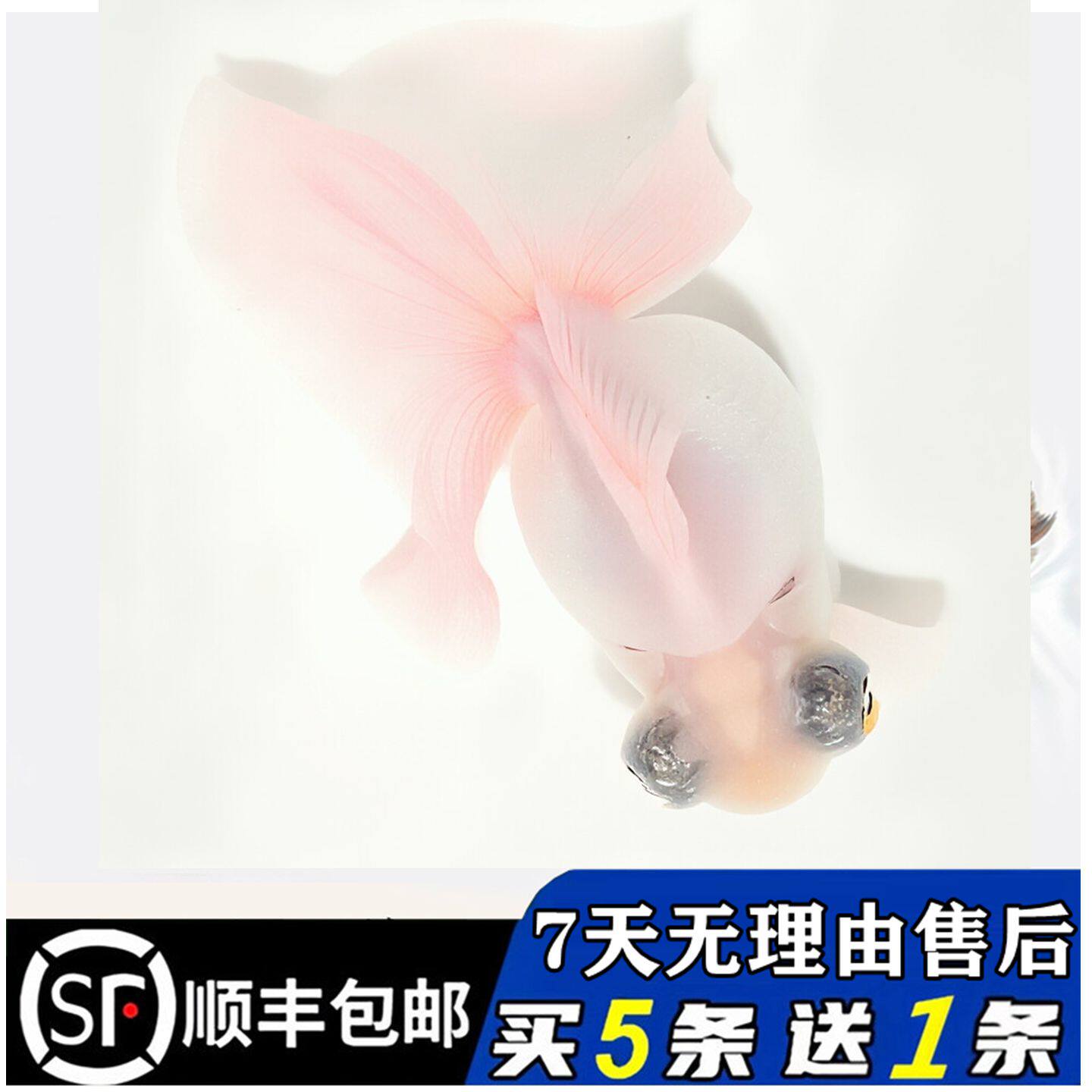 精品蝶尾粉色熊猫金鱼包金黑白龙睛活鱼冷淡水好养耐活观赏小鱼苗