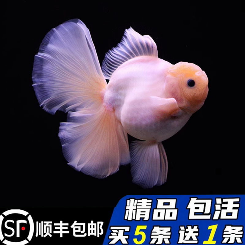 精品百褶裙泰狮金鱼玉兔菠萝红白进口F1观赏鱼活体冷水新手好养活