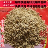 同品质 满28 生稻芽 同德 无硫50g 可打粉 包邮