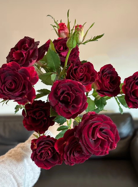 稀有丝绒感紫罗兰多头玫瑰鲜花花束生日乔迁手捧花鲜切花真花水养