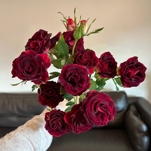 稀有丝绒感紫罗兰多头玫瑰鲜花花束生日乔迁手捧花鲜切花真花水养