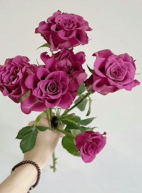 高级小众多头蓝莓玫瑰鲜花云南基地直发花束鲜切花家用插花真花