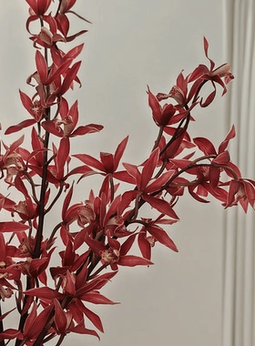 新鲜复古蕙兰花韩国小姐鲜切花鲜花云南基地直发水培真花家用插花