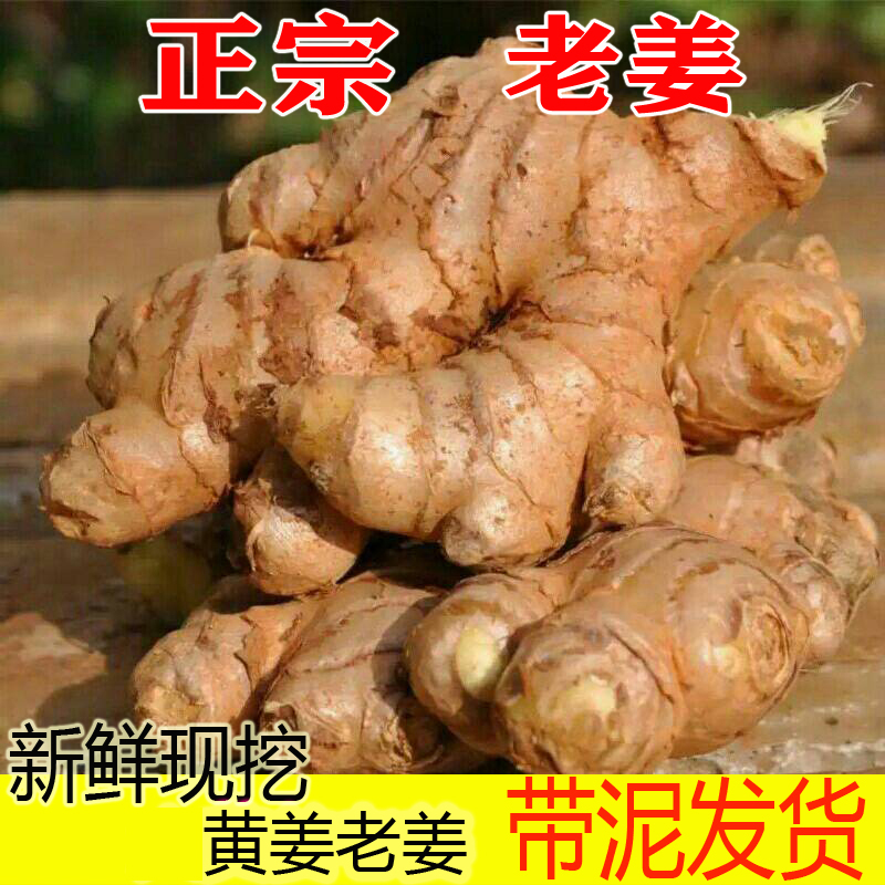 现挖黄姜本地黄姜老黄姜生姜新鲜现挖老姜母月子姜土姜白姜