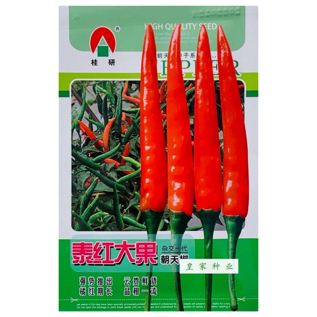 泰红大果朝天椒种子中早熟薄皮厚肉春秋播辣椒种籽辣味香浓耐贮运