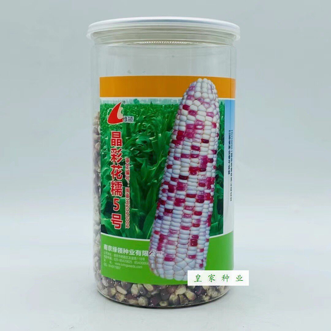 晶彩花糯5号甜糯玉米种子糯黏玉米种籽大全彩糯香高产水果玉米孑