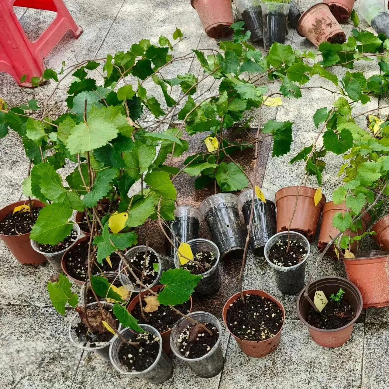 葡萄树苗圆叶红宝石微红莓巨峰阳光玫瑰香花盆栽地栽爬藤阳台庭院