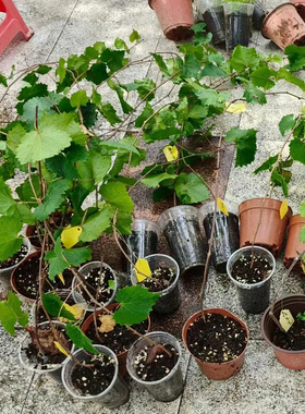 葡萄树苗圆叶红宝石微红莓巨峰阳光玫瑰香花盆栽地栽爬藤阳台庭院