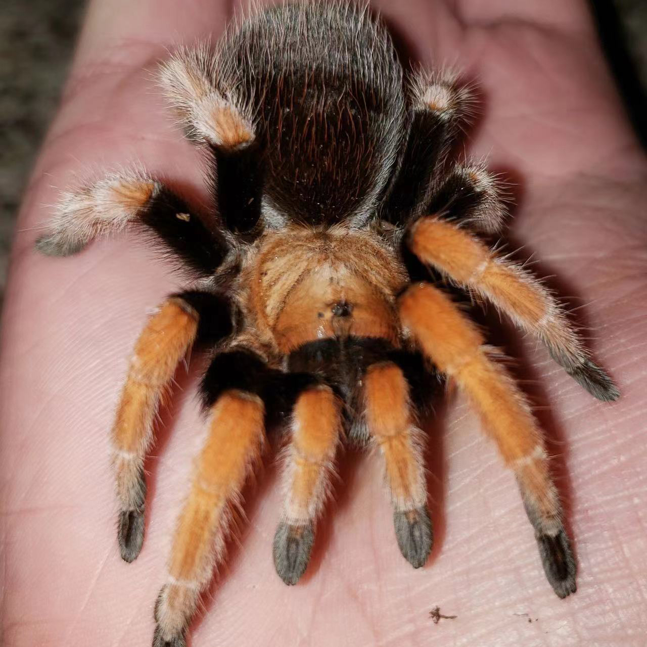 墨西哥血脚宠物蜘蛛aph捕鸟蛛温顺新手入门好养爬宠可爱毛蜘蛛,畜牧/养殖物资,昆虫蛹/虫种/虫卵,淘宝优惠券,粉丝福利购,淘宝优惠卷