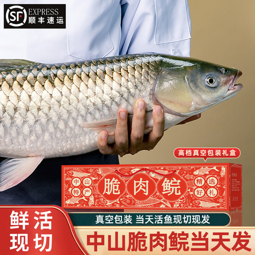 中山脆肉鲩活鱼现切整条去刺切片 新鲜吊水脆皖鱼当天处理当天发