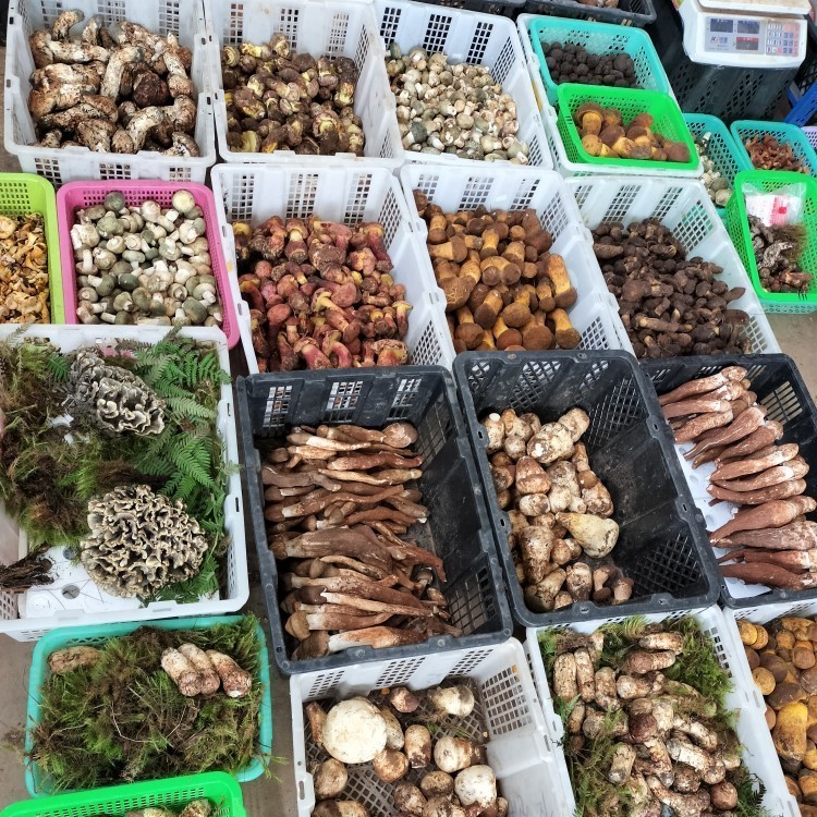 云南新鲜野生菌深山里包邮顺丰空运到家