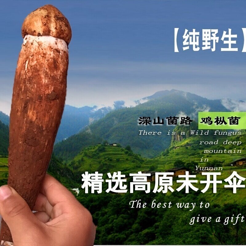 深山里新鲜鸡枞菌500g云南野生菌