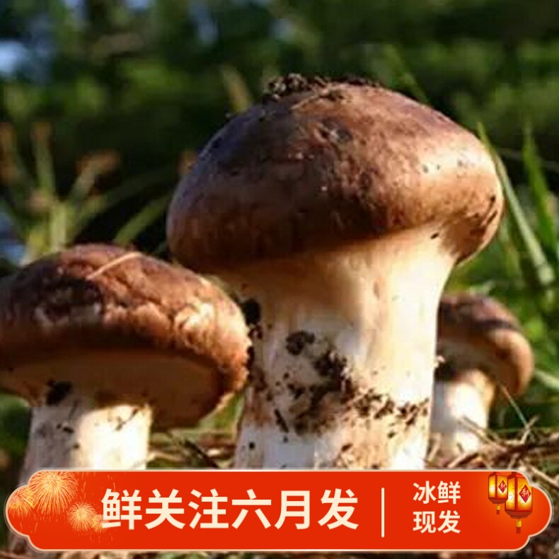 新鲜野生大松茸500g云南香格里拉食用菌蘑菇精选出口级包邮顺丰