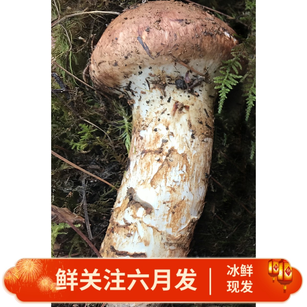 新鲜大松茸1000g云南香格里拉 野生菌菇西藏食用菌精选出口级送礼