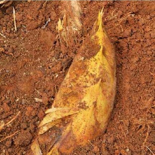 2026年新鲜现挖冬笋楠竹笋高山黄泥冬笋整箱当季竹笋俩头尖一整箱