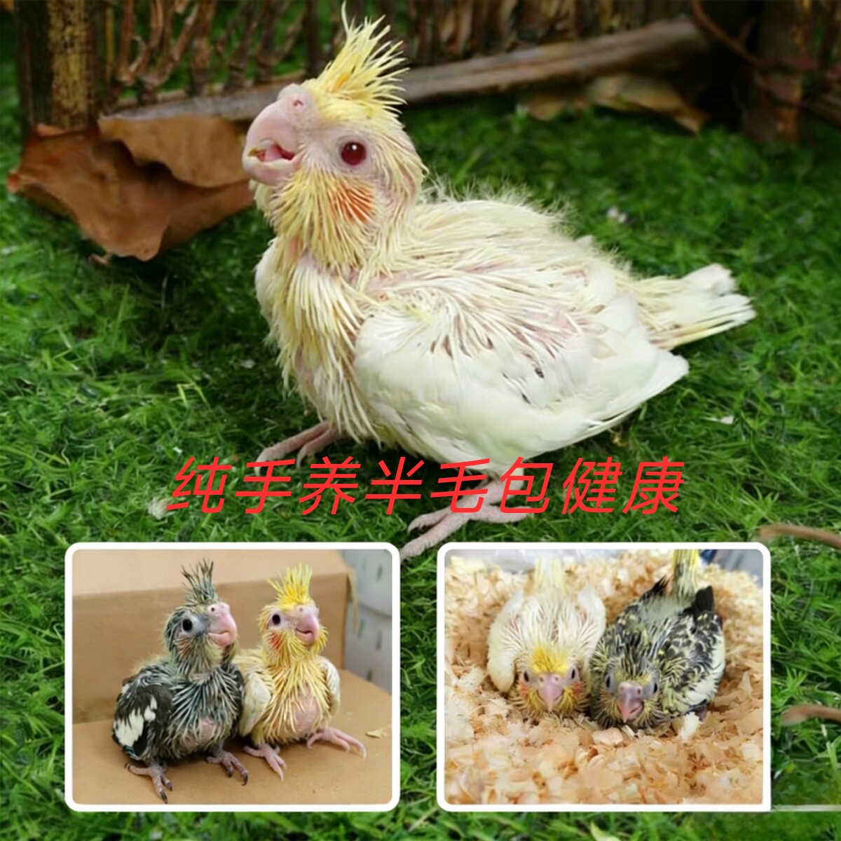 手养半毛玄凤鹦鹉雏鸟活鸟亲人好上手宠物原始灰黄化珍珠玄凤小鸟
