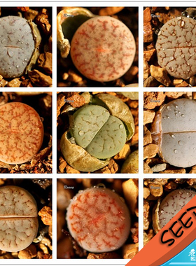 曲玉混合种子 生石花种子 Lithops pseudotruncatella mix 20粒