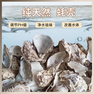 鱼池过滤材料牡蛎壳蚝壳滤材鱼缸水族箱底滤装 饰造景贝壳稳定水质
