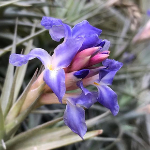 不梨不弃空气凤梨 贝吉 紫色花无土植物办公室内花卉盆栽阳台绿植