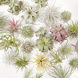 空气凤梨无土植物特价花期精灵带色绿植盆栽花草礼品礼物