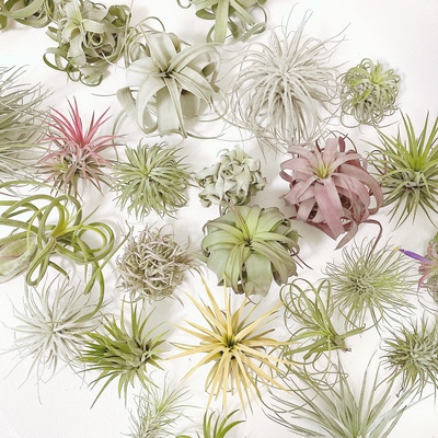 空气凤梨植物特价花期精灵带色