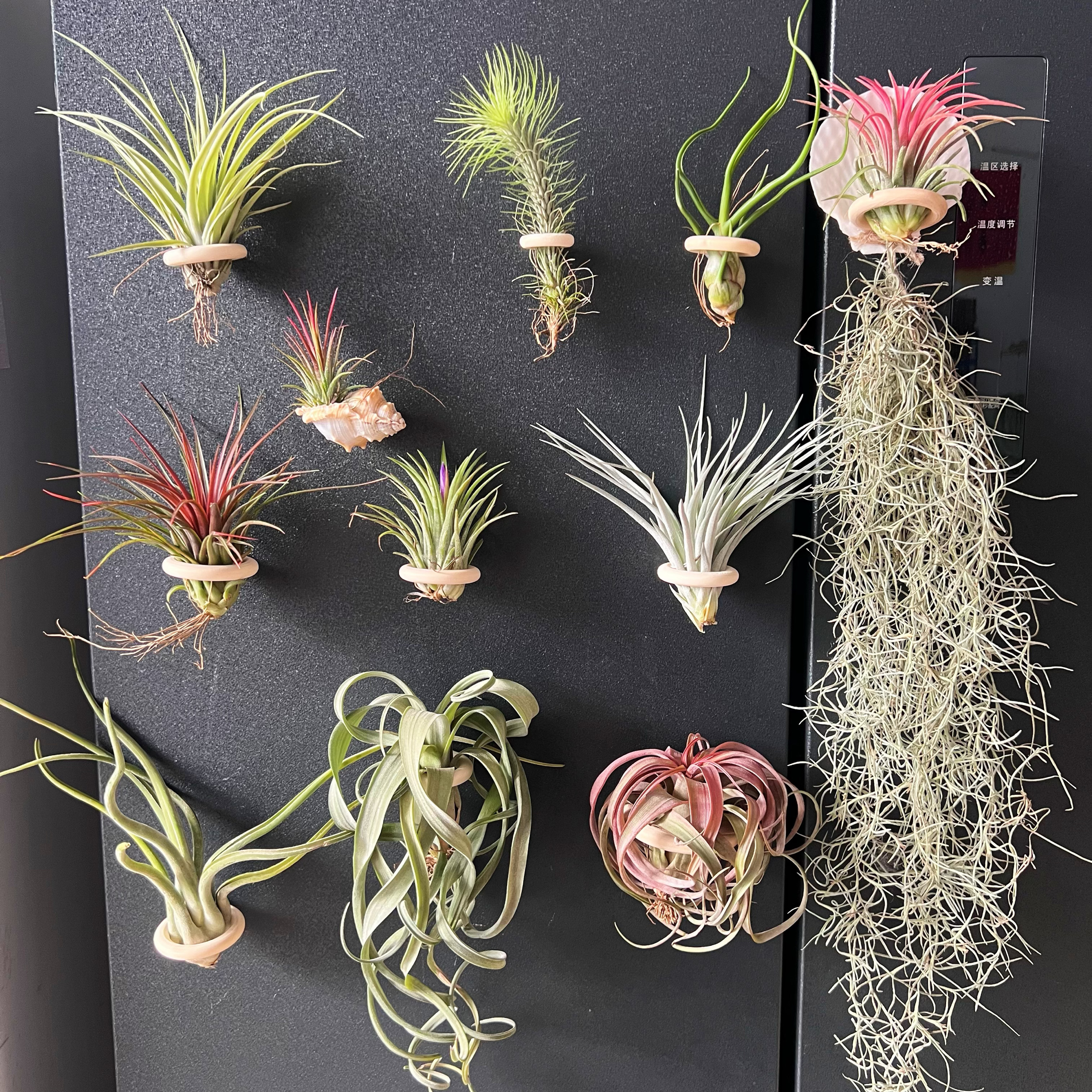空气凤梨 无土植物(活植物+实木圈支架磁铁吸 冰箱装饰背景挂饰