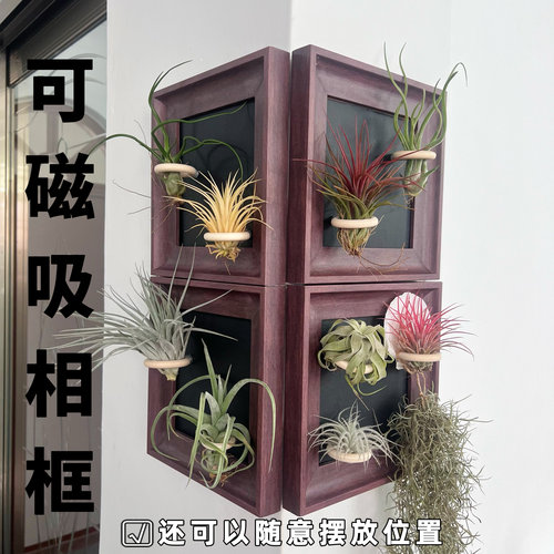 空气凤梨 磁吸相框家居中古风格ins风客厅装饰摆件挂墙5寸