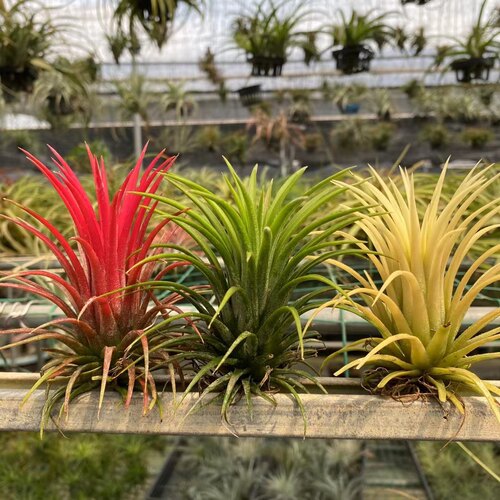 绿植空气凤梨阳台桌面盆栽