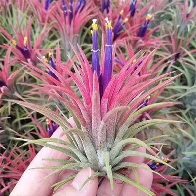 空气凤梨布拉精灵植物办公室